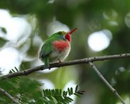 cuban tody2.JPG