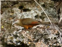 lizard cuckoo hunting.JPG