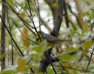 Canada Warbler.jpg