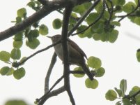 House Wren.jpg