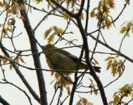 Scarlet Tanager.jpg