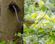 Nashville Warbler.jpg