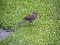 1)Baby Dunnock.JPG