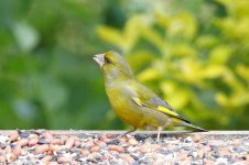 9 Greenfinch_resize.JPG