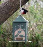 Rose-Breasted Grosbeak.jpg