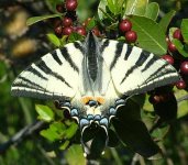 Scarce Swallowtail Iphiclides podalirius 01 01.JPG