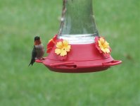 Ruby-throated Hummingbird.jpg