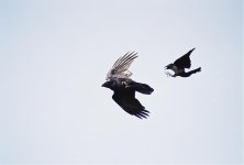 crow attack.jpg