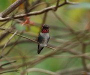 bee hummer front view.JPG