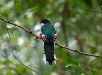 cuban trogon.JPG