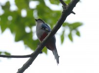 trogon front on.JPG