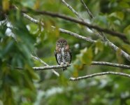 cuban pygmy owl day.JPG