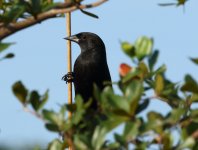 redshouldered blackbird.JPG