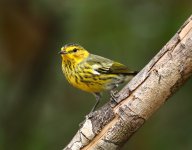 prairie warbler cu.JPG