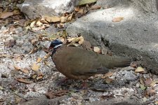 blue-headed quail-dove cueva de los peces.JPG