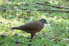 blue-headed quail-dove soplillar.JPG
