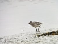 Grey Plover1.jpg