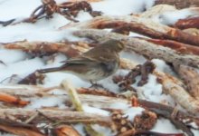 pipit norway bf.jpg