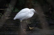 Little Egret_1.jpg