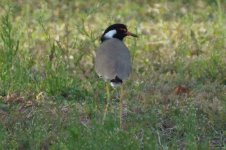 DNDJR 2016 12 Unknown Bird Near Abu Dhabi, UAE.JPG