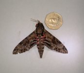 Pink Spotted Hawk Moth (Stanley) 2.JPG