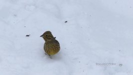 yellowhammersnow.JPG