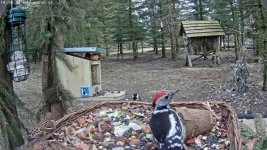 2021-03-03 Middle Spotted Wioodpecker.jpg