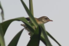 Oriental Reed Warbler.jpg