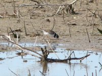 Smipalmated Plover.jpg