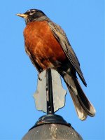 american robin.jpg