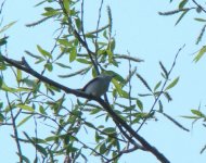 Gnatcatcher.jpg