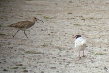 second summer med and whimbrel.jpg