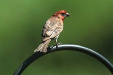 housefinch03.jpg