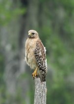 hawk juvenile small.jpg