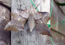 Popular-Hawkmoth.jpg