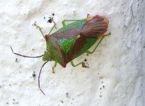 hawthorn shield bug prob 6June.jpg