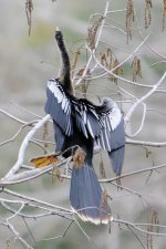 Anhinga.jpg