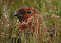 Sony W300 Red Grouse Dsc00002.jpg