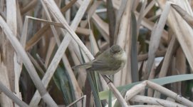 Chiffchaff1.jpg