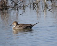 Pintail 4-21.jpg