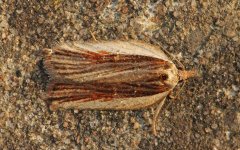 06 Acleris hastiana 001.jpg