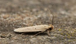 Agonopterix rotundella 002.jpg