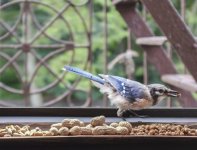 Blujay-3.jpg