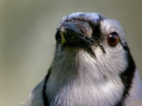 Blue jay 11.jpg