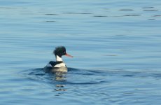 Red-breasted merganser.jpg