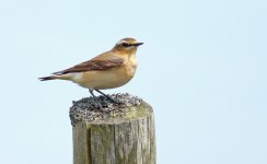 Wheatear.jpg