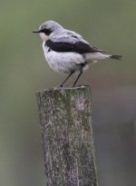 2.Wheatear.JPG