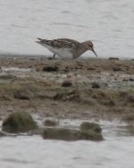 PectoralSandpiper.JPG