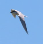Mystery gull-billed tern.jpg