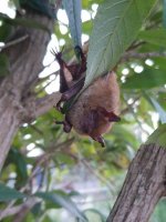 Geoffroy's Bat (7).JPG